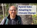 Hybrid Oaks Adapting to Climate Change