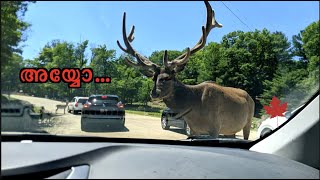 കാനഡയിൽ റോഡിലൂടെ കലമാൻ | Omega Park, Canada malayalam vlog | Canadayile zoo