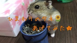 ハムスターにひまわりのタネあげてみた！（トラハム）【ジャンガリアンハムスター】