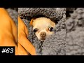 Happy & Upset Chihuahuas | Funny Dog Videos