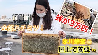 【屋上養蜂】３万匹のミツバチが飛び交う都心の屋上で、採れたての蜂蜜を食す♪美味しさとミツバチの生き様に感動。【あやさや】