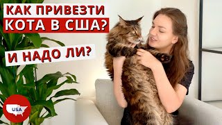 Переезд в Америку с котом. Как перевезти животное в США? Нужно ли брать кота в Америку?