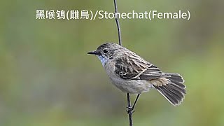 黑喉鴝(黑喉石鵖)/Common Stonechat