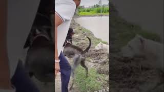 Pitbull fight with dog 🐕 😟😟