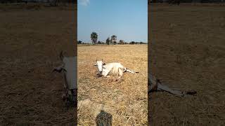 គោកើតកូន|Cow Raising|