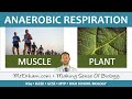 Anaerobic Respiration - GCSE Biology (9-1)