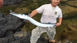 MONSTER GIANT NEEDLEFISH CAUGHT ON LIGHT TACKLE!!! (10LB 4oz) (5/28/15) KAUAI HAWAII