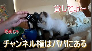 【子猫保護】この子で最後にしたいのだが、№6