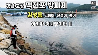 맥전포 방파제 감성돔낚시 - 경남 고성,  여기가 어시장이다.  감성돔, 고등어, 전갱이, 숭어 모두 다 있는 방파제 , 방파제 낚시,  Black Porgy Fishing