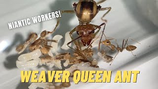 Green Weaver Queen Ant Big Day! (niantic workers emerging)