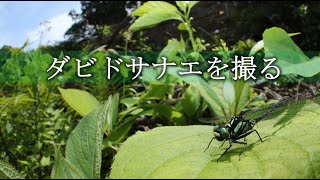 ダビドサナエを撮りに行った