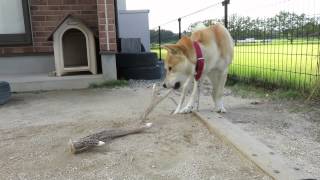 鹿の角をかじる犬