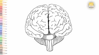 Brain Diagram Front View Sketch easy | How to draw Human Brain Diagram Front View step by step