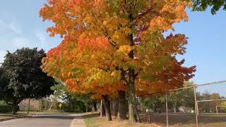 Sugar Maple Tree