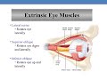 anatomy of eye accessory structures of eye