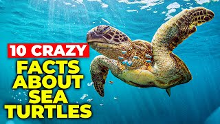 10 CRAZY Facts About Sea Turtles!