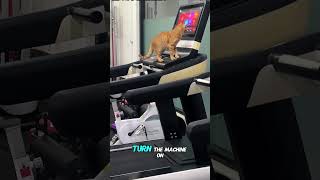 Hilarious Cat Uses Treadmill Like a Pro