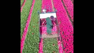 La tierra de los tulipanes en Holanda