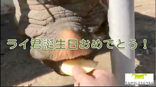 【天王寺動物園】ライ君誕生日おめでとう！