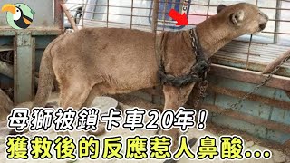 母獅被鎖卡車20年！當男人出手相救時，母獅的反應惹人淚崩......|#動物 #報恩 #救援 #獅子 #美洲獅 #哭 #感動 #治愈 #淚崩 #新聞 #真實故事 #震撼 #奇跡 #不可思議 #善良