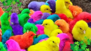 Catch Cute Chickens, Colorful Chickens, Rainbow Chicken, Rabbits, Cute Cats,Ducks,Animals Cute