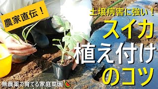 【スイカの育て方🍉】苗の植え方は超重要！【ネギ混植】成功へのポイントを徹底解説！【有機農家直伝！無農薬で育てる家庭菜園】　22/4/23