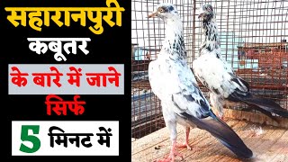 Saharanpuri Kabootar ki Pehchan | saharanpuri kabootar | सहरानपुरी कबूतर