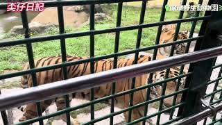 ［深圳］深圳好去處/深圳野生動物園🚇西麗湖🐯野生動物園🦁