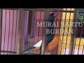 Murai batu bordan gacor cor||ISROFI chanel||