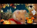 hamster halloween pumking ハムスターハロウィーン