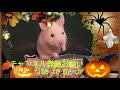 hamster halloween pumking ハムスターハロウィーン