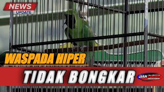 BURUNG HIPER❗CUCAK IJO KARAKTER HIPER KENAPA BONGKAR LAGUNYA PENDEK,INI MASALAHNYA||KICAUMANIA