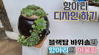 [다육식물] 항아리 조각하여 블랙탑 바위솔 심어주면 정말 끝내주네요!!