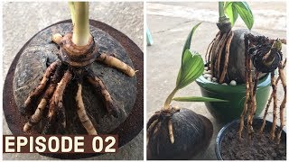 Coconut Plant Decoration Idea Episode 02