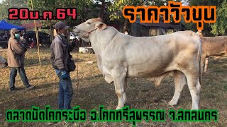 ราคาวัวขุนวันนี้(20ม.ค.64)ตลาดนัดโคกระบือ อ.โคกศรีสุพรรณ จ.สกลนคร