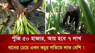 ৫০ হাজার পুঁজিতে ৭ লাখ আয়, ধানের চেয়ে কচুর লতিতে লাভ বেশি | Nagorik TV Special