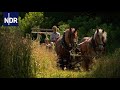 Bullerbü in Mecklenburg | die nordstory | NDR Doku