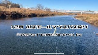 【バス釣り】12月川スモールマウスバス釣り『うちのジョイクロが反抗期になりました』【スモールマウスバス】