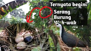 Woow Burung Ruak Ruak Membuat Sarang Di Atas Pohon Pisang