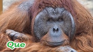 キューちゃん(♂50歳)とボルさん(♂34歳)・オランウータン