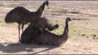 Emu Breeding Threesome