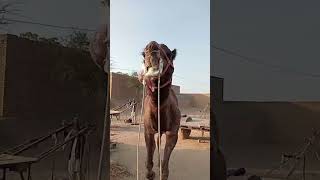 ऊंट ने निकाला गुल्ला 🐫 #shorts #trending #new #viral #viralshorts #best #popular #youtubeshorts #ऊंट