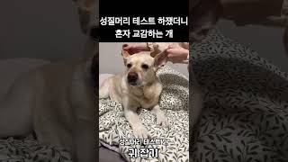 리트리버 성질머리 테스트