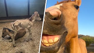 Orphaned baby transforms into the world's happiest horse