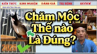 Những yếu tố chăm Chào mào Mộc ra sao để hiệu quả để Đá Xe sau này?