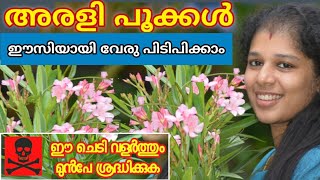 oleander/arali plant care || അരളി ചെടി എളുപ്പത്തിൽ വേരു പിടിപ്പിക്കാം || Gardening Malayalam