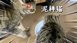 A very angry senior cat when its food is stolen by a junior cat.