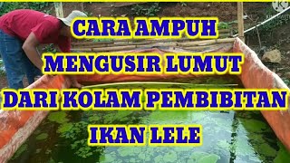 CARA MENGUSIR LUMUT DI KOLAM PEMBIBITAN IKAN LELE