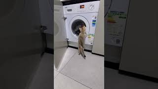 洗衣機&貓