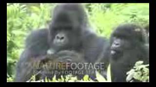 Funny Animals- Funny Videos-Best Funny Compilation On Youtube
